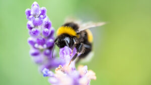Unicorns Podcast: ‘Show me the honey’ – Ben Rohr from EVE Investments getting busy with bees
