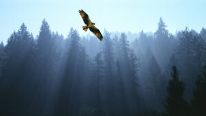 An osprey soaring above trees