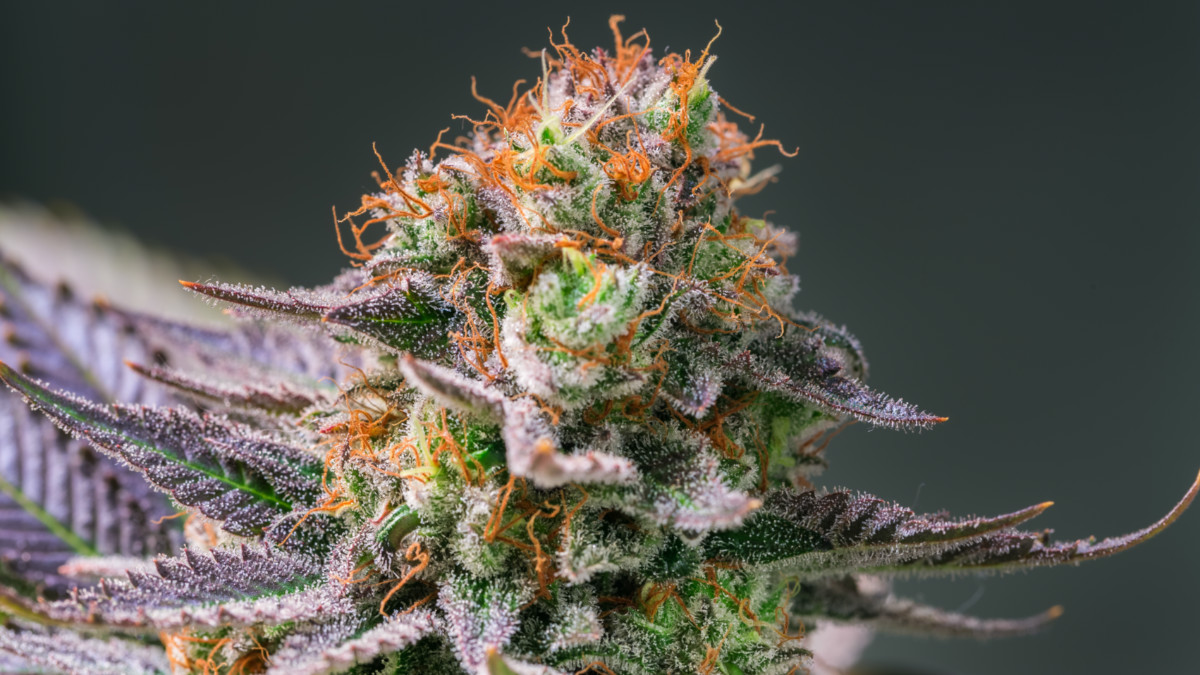 creso pharma cannabis order