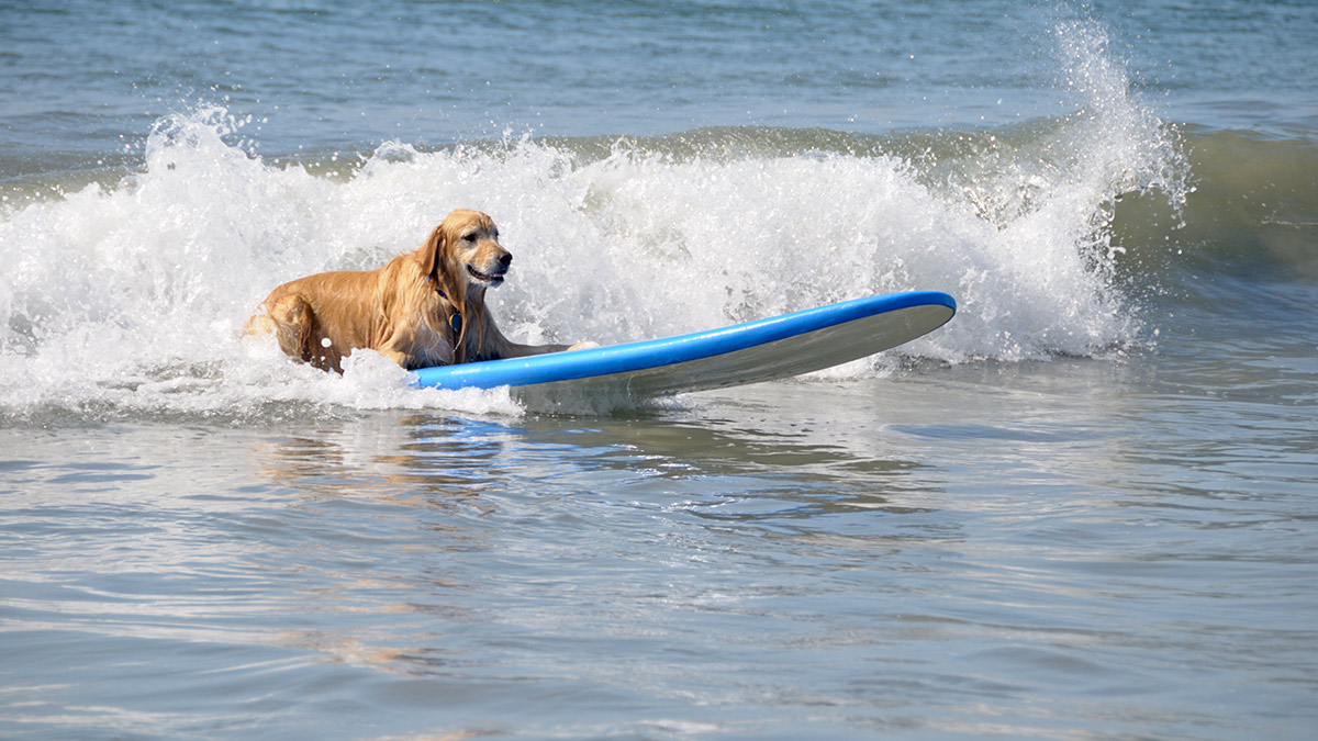 authentication tech riding new wave