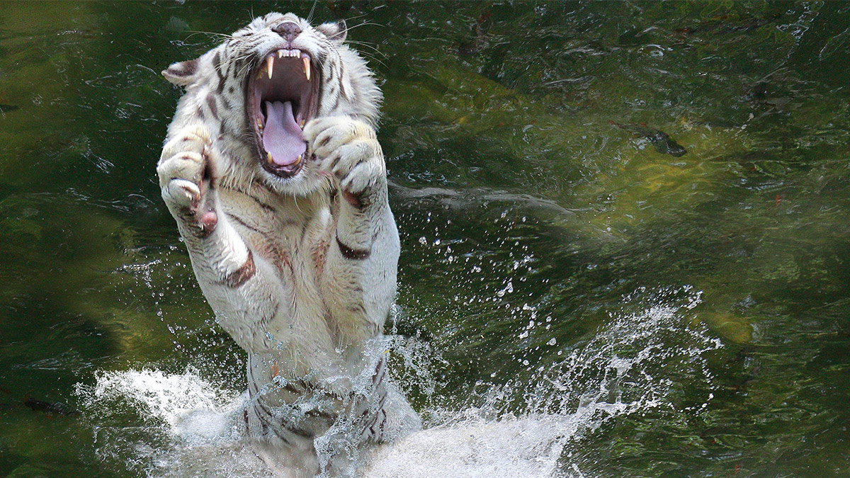 Rise and Shine: What you need to know before the ASX opens