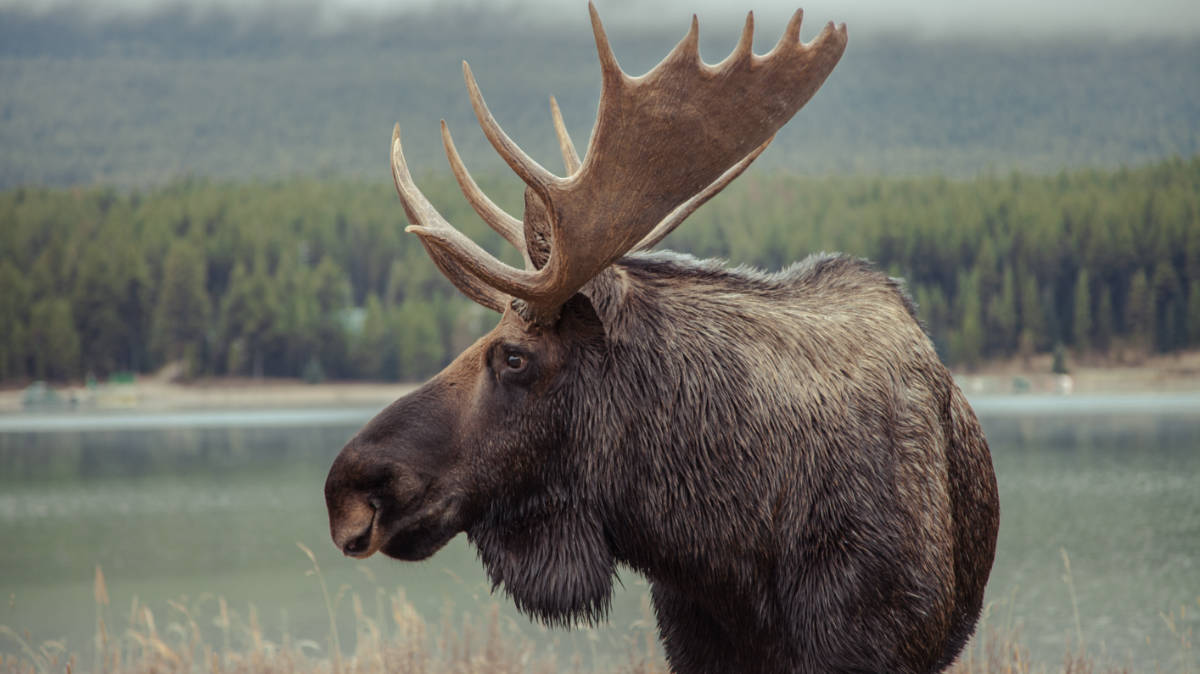 new world resources antler deposit