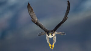 de grey mining falcon