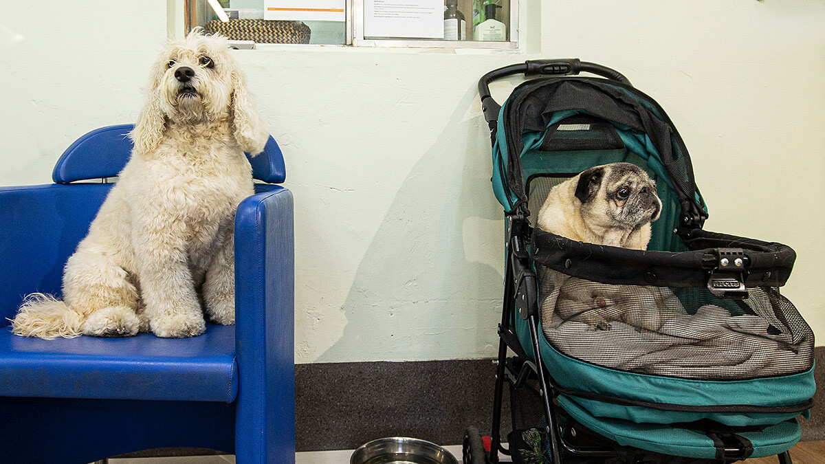apiam pet ownership growth