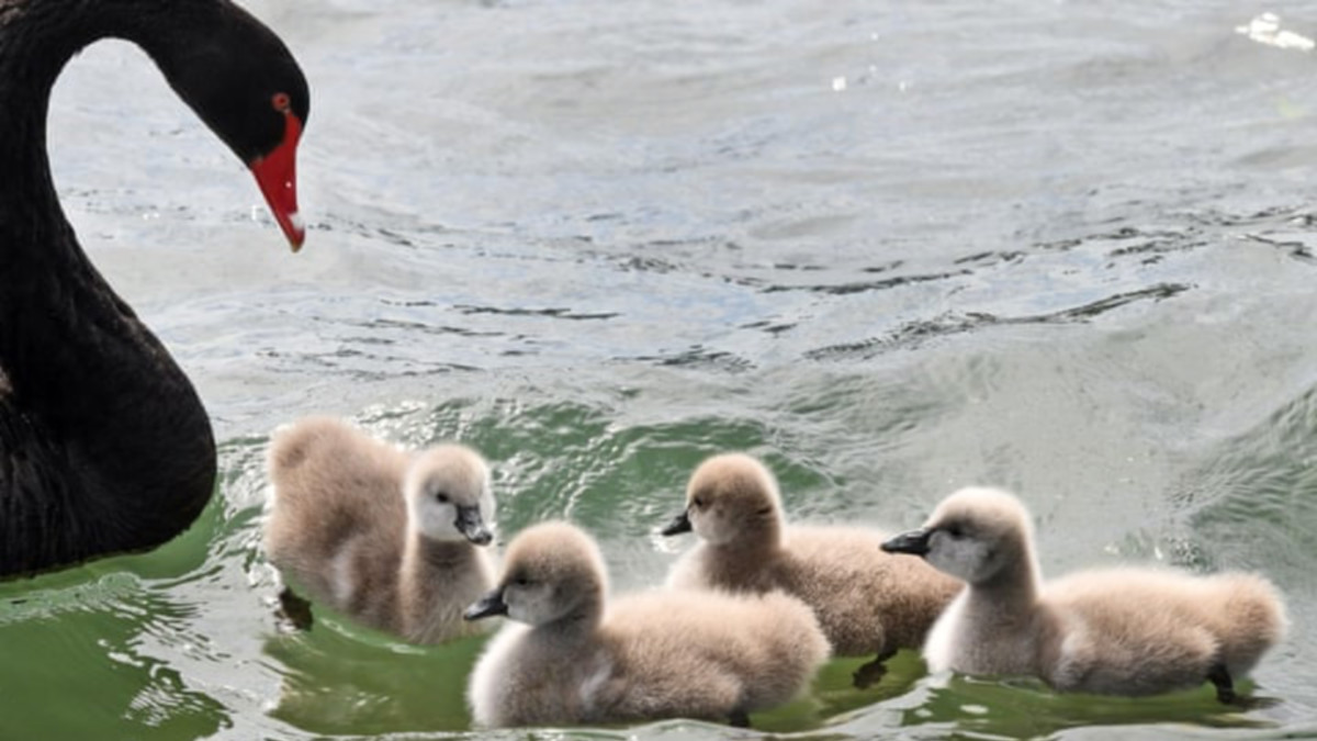 10 at 10: These ASX stocks are looking cute this morning