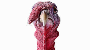 ASX Small Cap Lunch Wrap Who’s gone cold turkey today