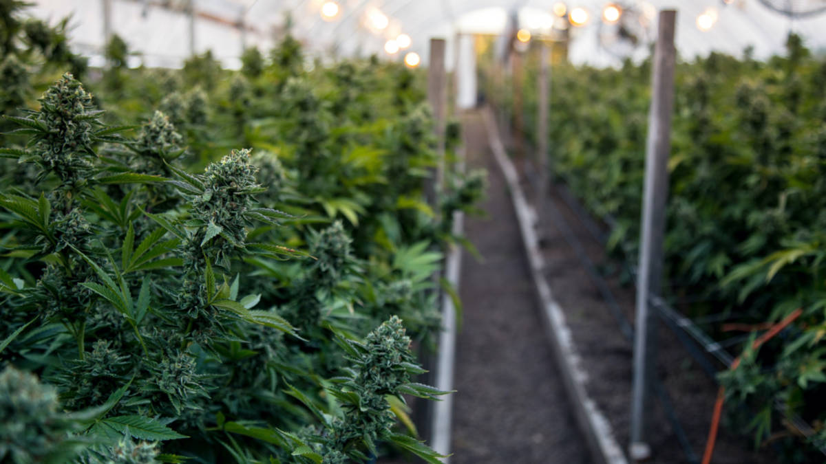 ECS Botanics adds industry leader as it embarks on growth path
