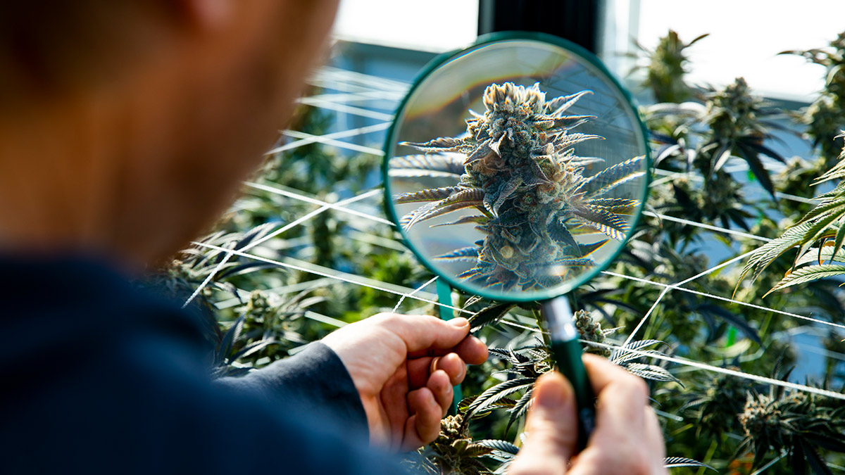 TGA cannabis ruling