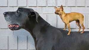 weekly odd couple