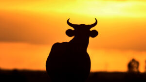 anson resources the bull PGE