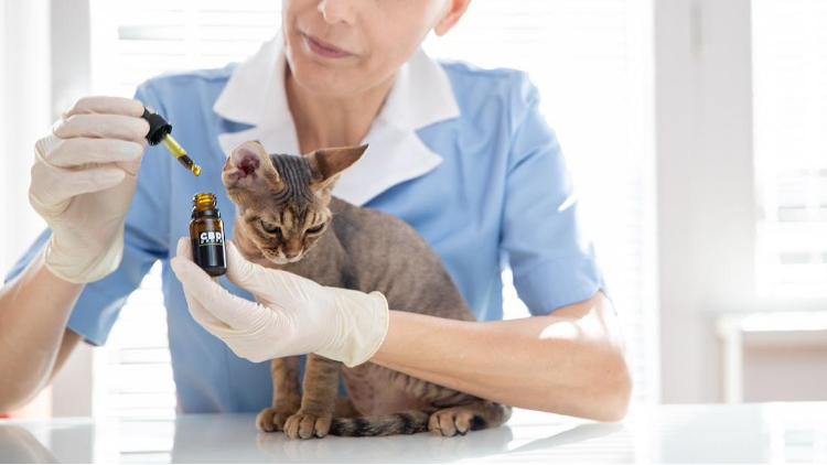 creso pharma pet health