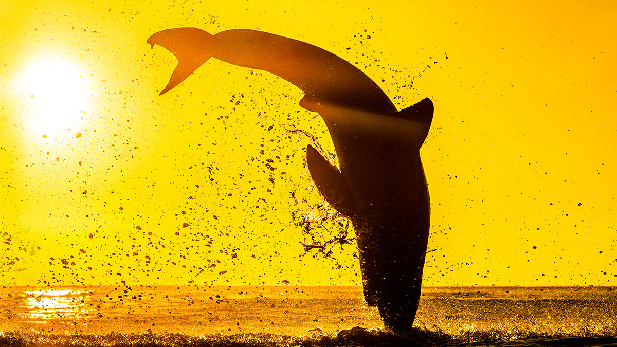 Rise and Shine: What you need to know before the ASX opens