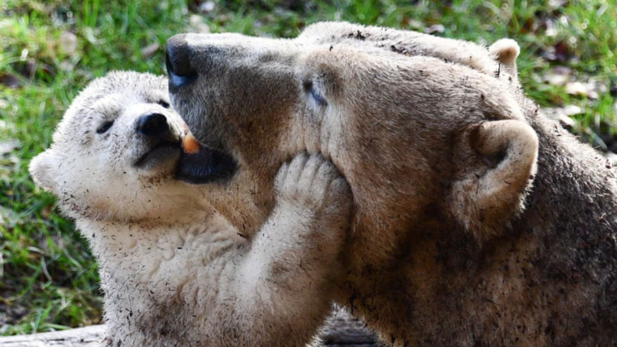 10 at 10: These ASX stocks are adorable in spite of an ugly market this morning