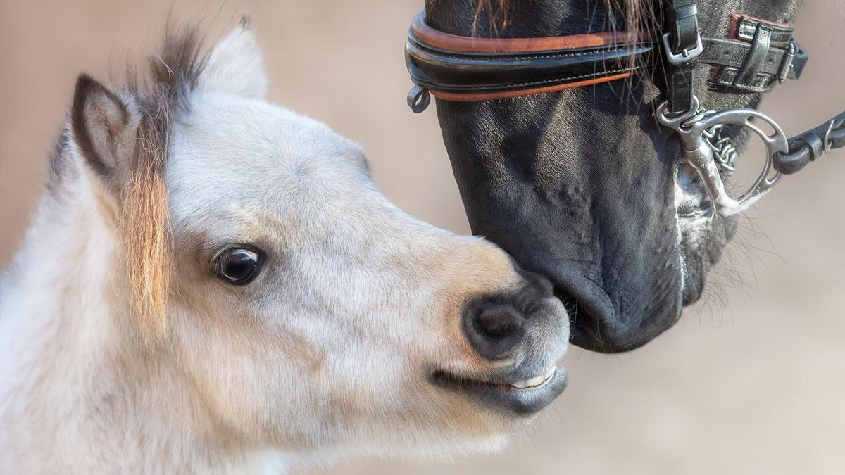Rise and Shine: Everything you need to know before the ASX opens