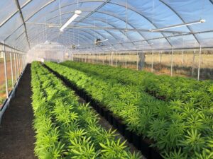 ECS Botanics Cannabis Murray Meds