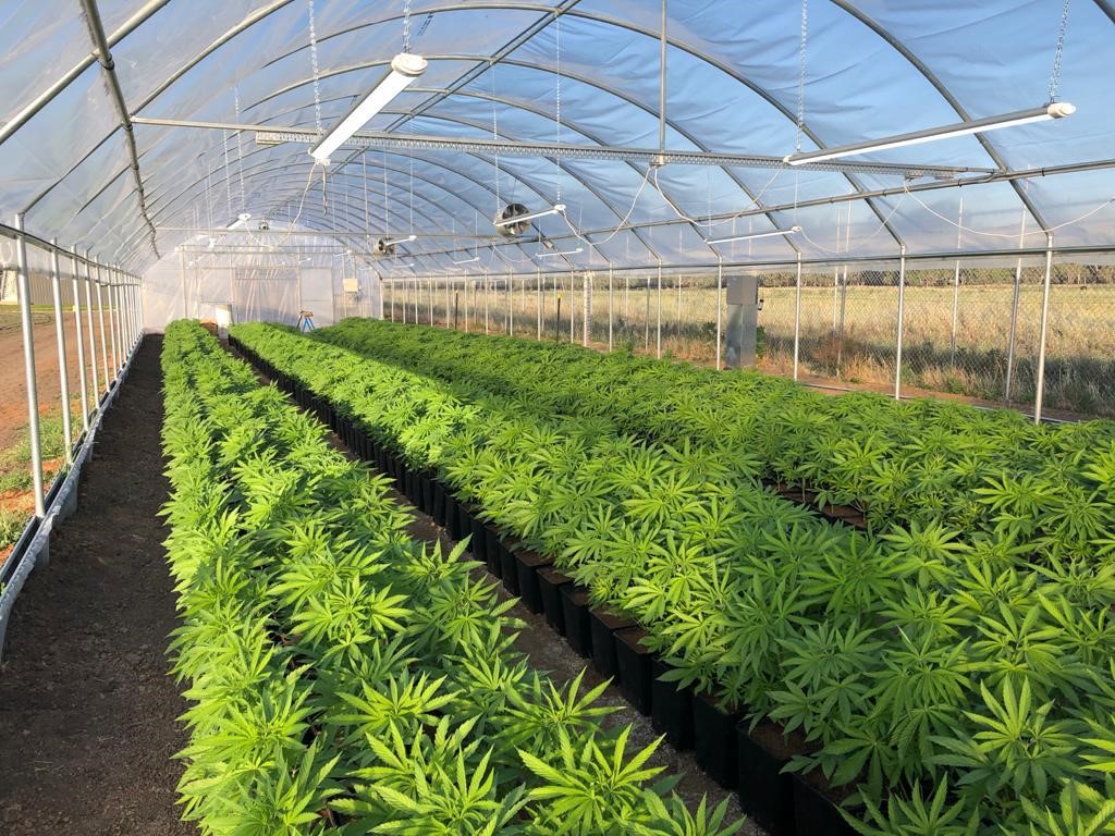ECS Botanics Cannabis Murray Meds