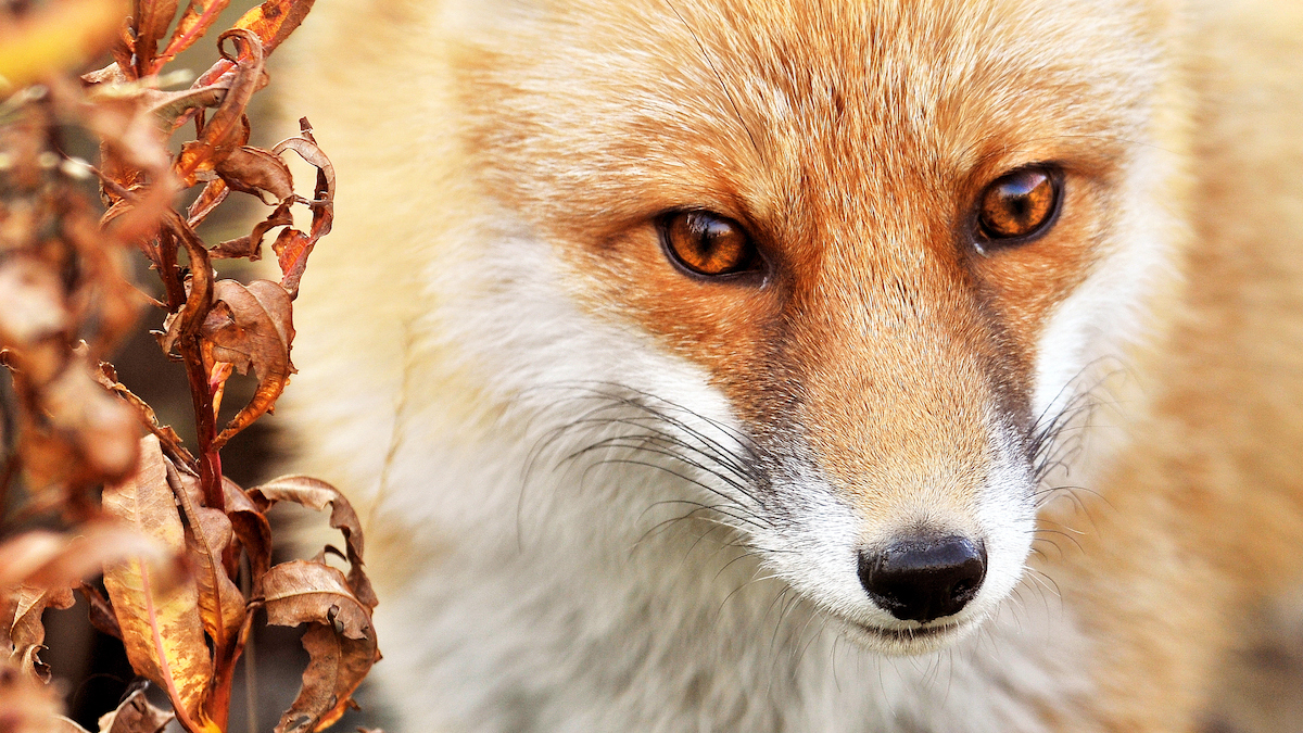 RFOX