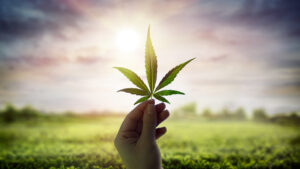 cannabis revenue 2021