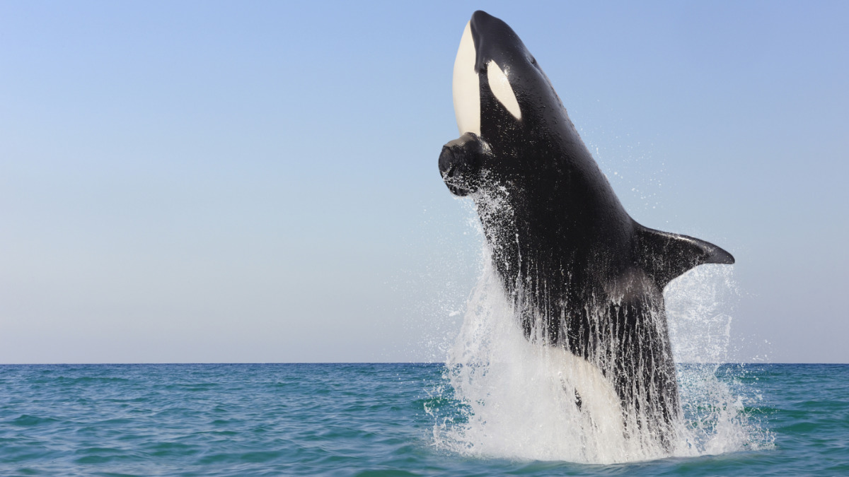 asx market moving announcements