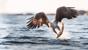 De grey mining diucon-eagle
