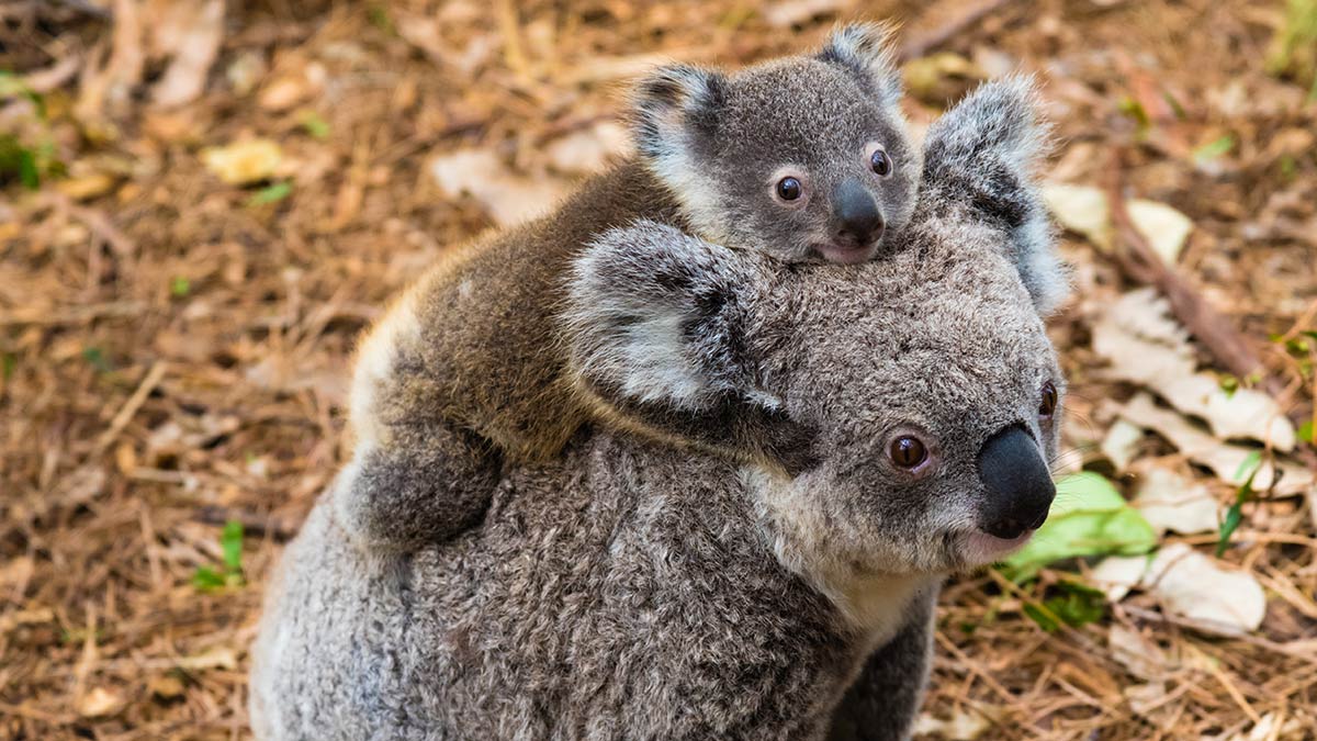 Rise and Shine: What you need to know before the ASX opens