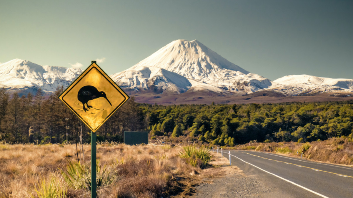 Kiwi reporting season
