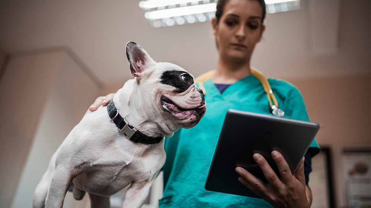 Apiam Animal Health