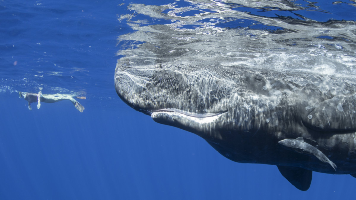 Weekly ASX small cap wrap: How many oceans again?