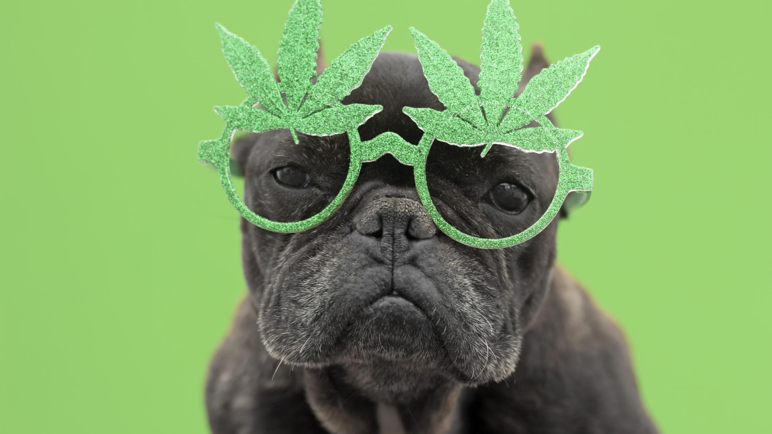 Cannabis stocks celebrate Pershing ownership change
