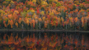 Maple FInance