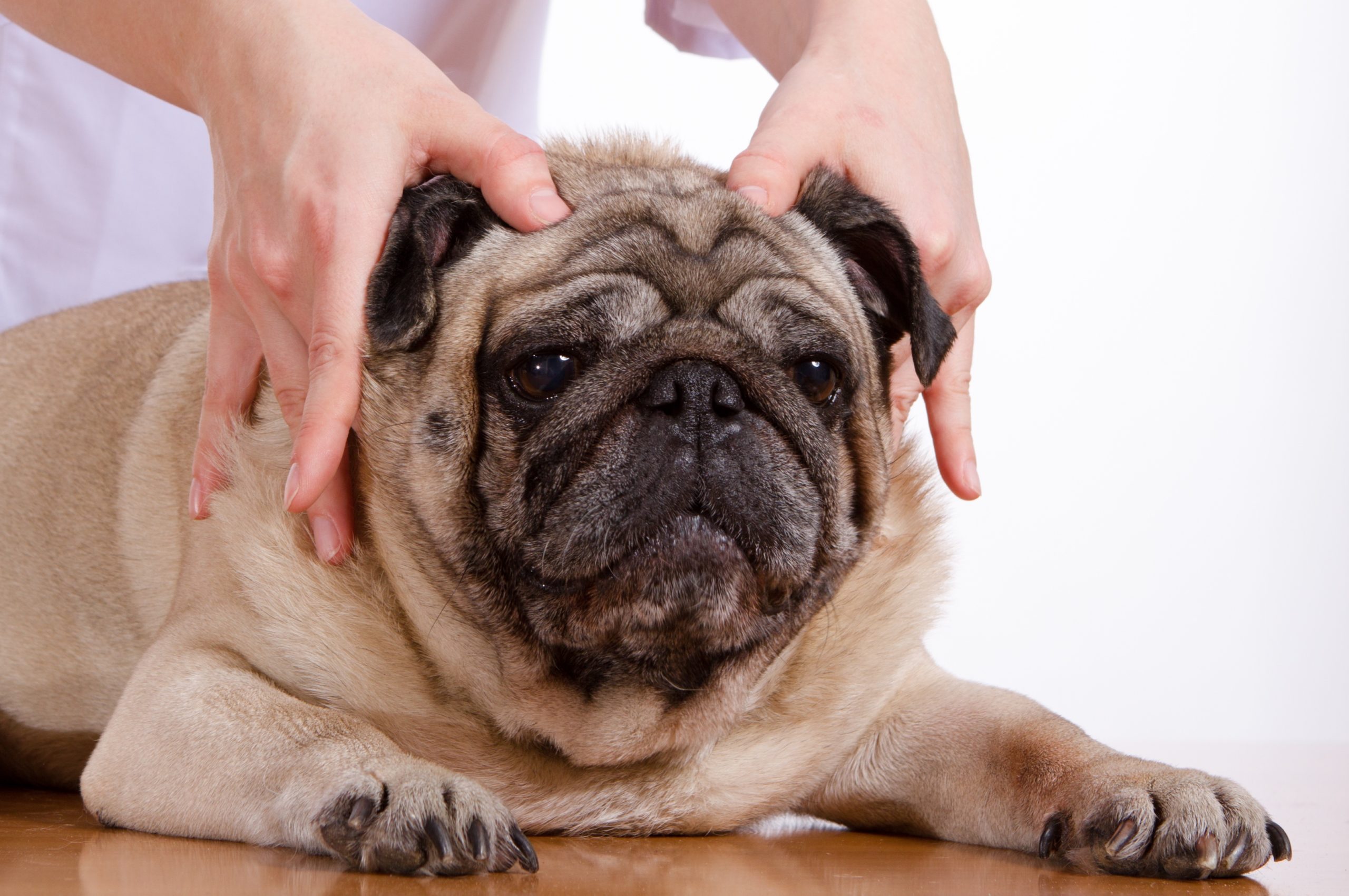 rhythm biosciences asx rhy dog