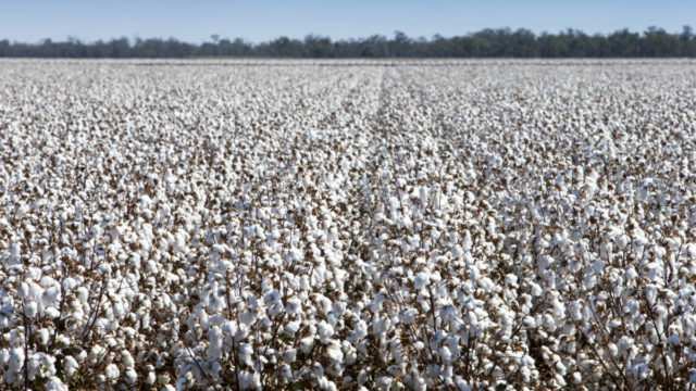 Security Matters Israeli Cotton Board