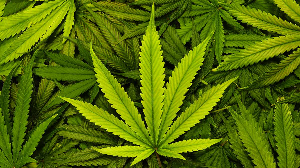 ASX Cannabis Stocks Guide 2022: Here’s everything you need to know