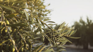 horticulture ASX