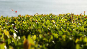 dHEDGE