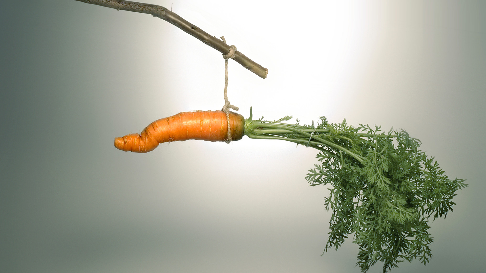 Steam carrot sticks фото 36