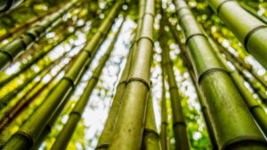Bamboo crypto micro investing platform