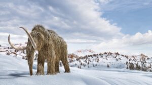woolly mammoth bitcoin billionaires
