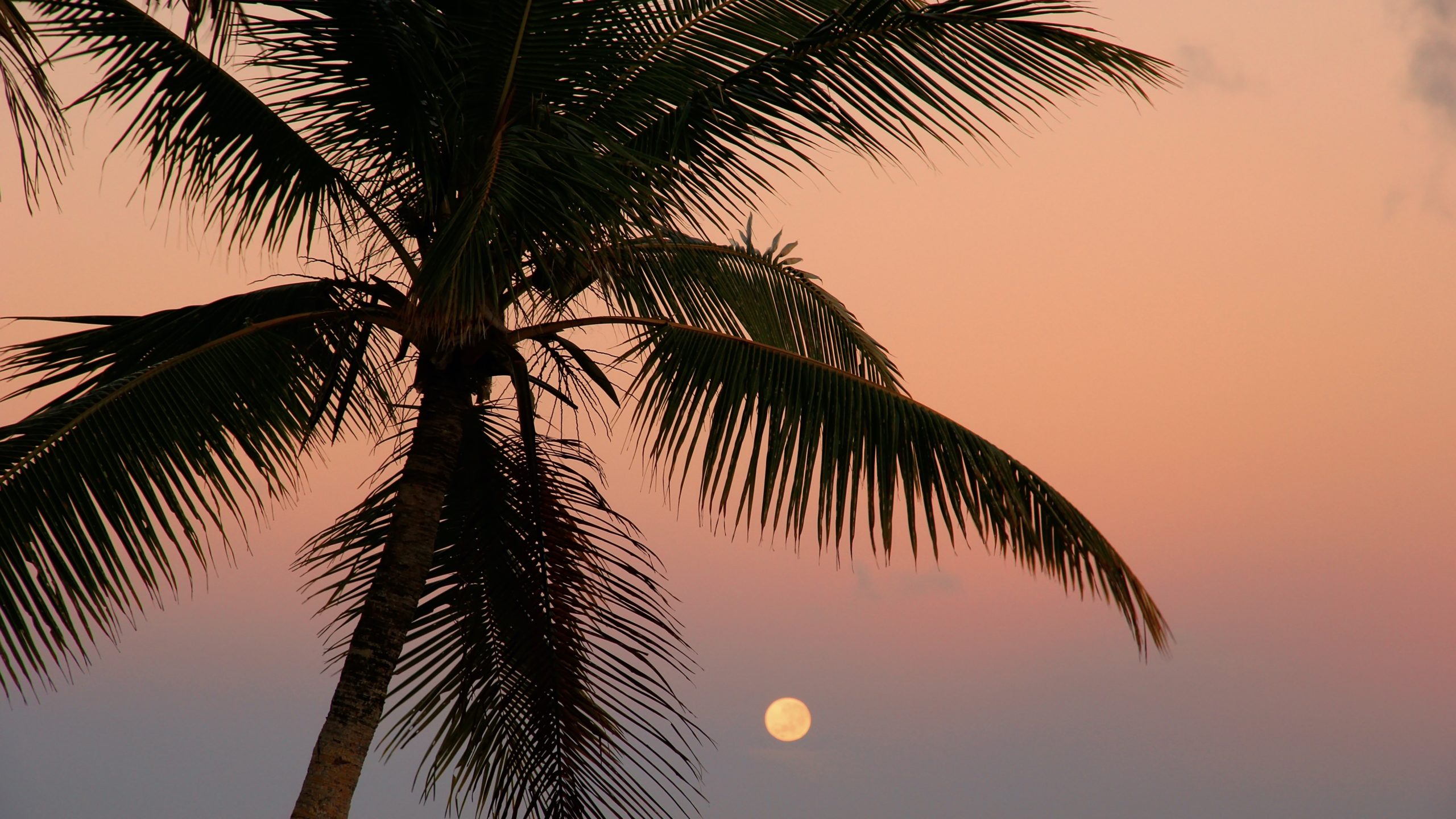 Tonga could adopt Bitcoin as legal tender, if laser-focused MP gets his way