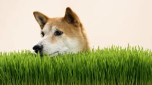 eToro expands its crypto offering to Aussies with 15 extra assets, plus staking