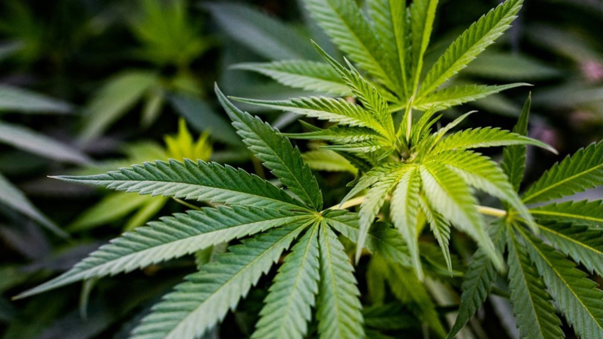 ECS Botanics Cannabis production