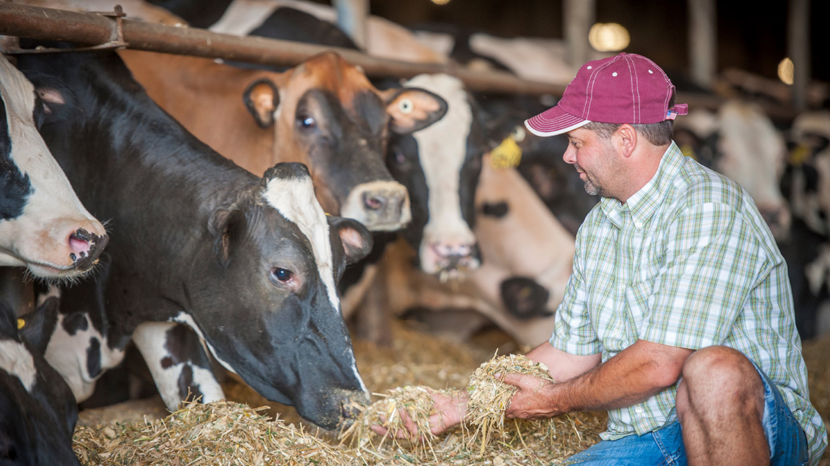 Apiam vaccine cattle animal