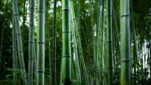 Crypto Curious bamboo