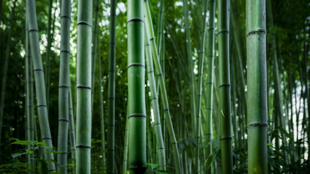 Crypto Curious bamboo