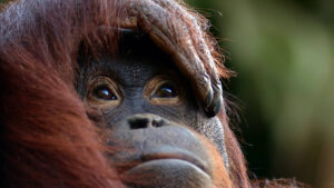 Adidas NFTs metaverse Bored Ape Yacht Club