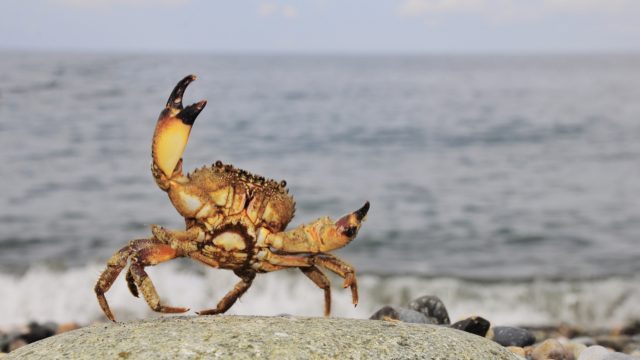 bitcoin crab