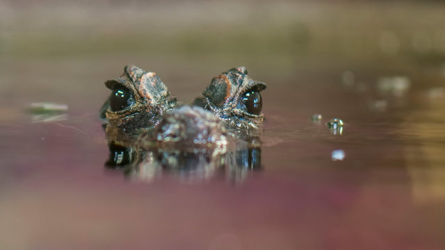 wonderland crypto frog nation