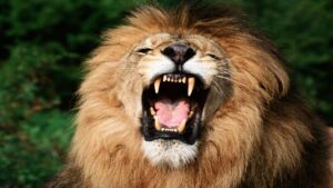 Closing Bell: ASX limps into the close while a post-COVID ‘meme stonk’ roars higher