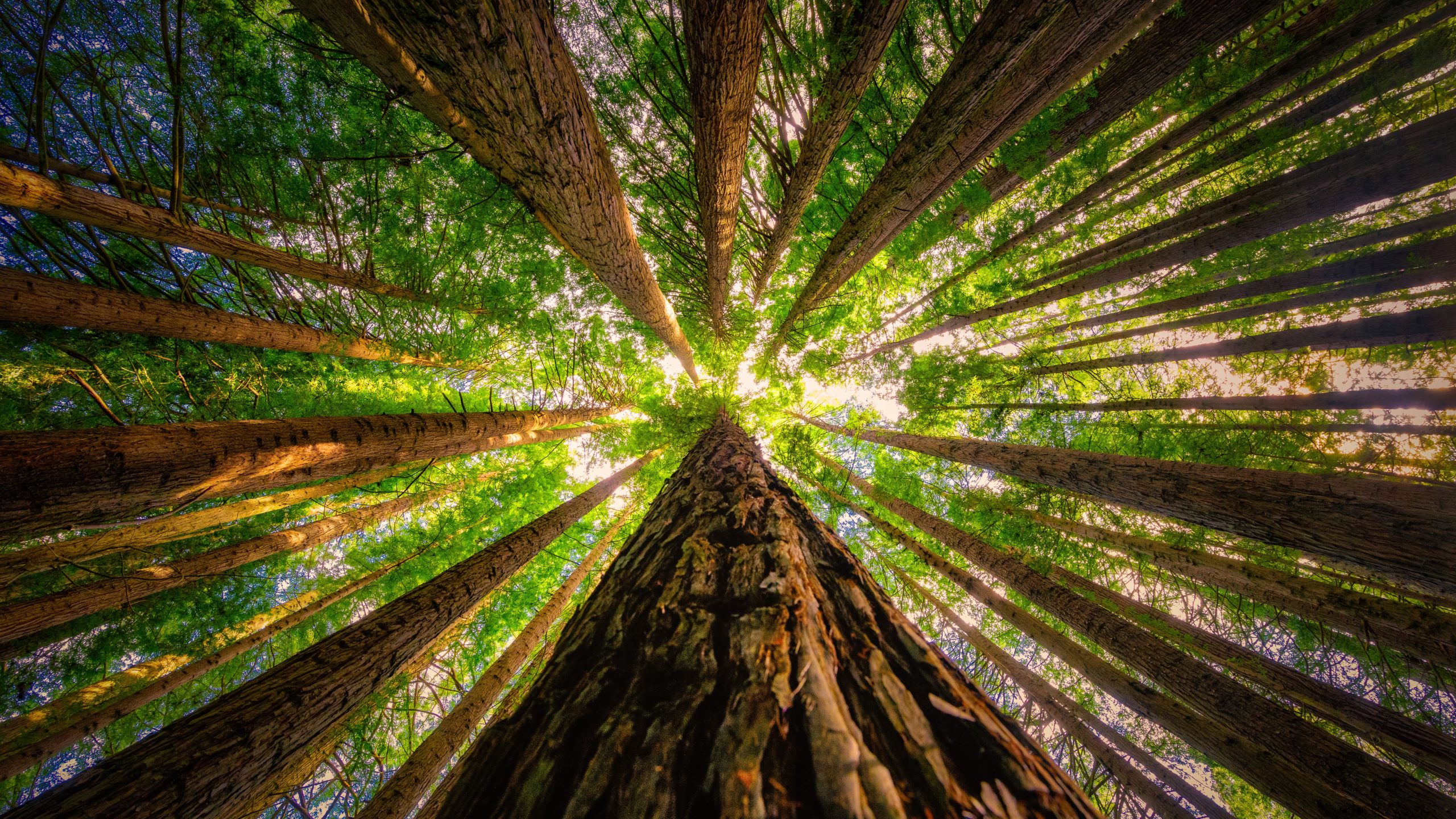 Sequoia Capital, The Graph, Axelar, 5ire, Monday Fund Day