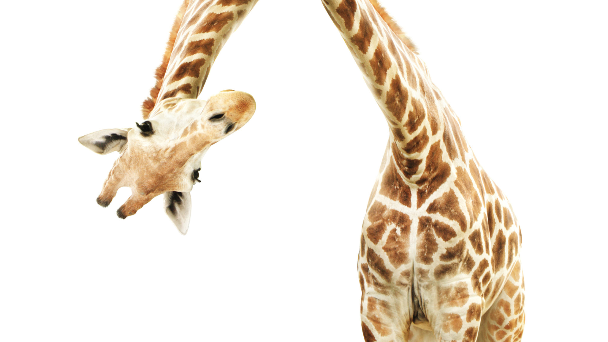 Жираф голова картинка мультяшная